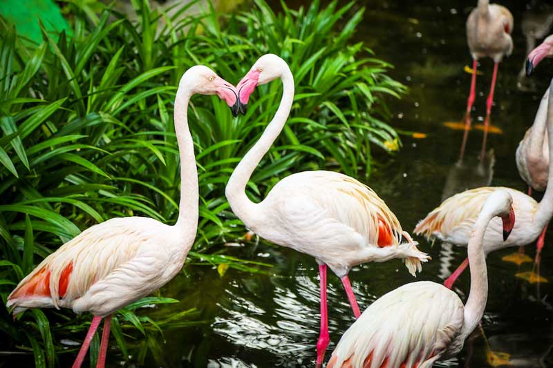 Công viên bảo tồn động vật và chim hoang dã Langkawi (Langkawi Wildlife Park and Bird Paradise)